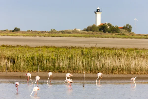 Flamingos und Gacholle Leuchtturm — Stockfoto