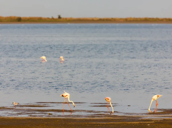 Flamingos em Camargue, Provence, Francia — Fotografia de Stock