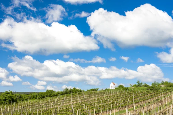 Spring vineyard near Hnanice, Southern Moravia, Czech Republic — Stock Photo, Image