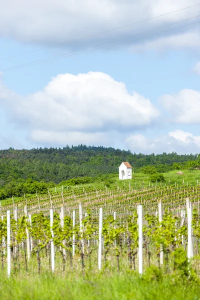 Spring vineyard near Hnanice, Southern Moravia, Czech Republic — Stock Photo, Image