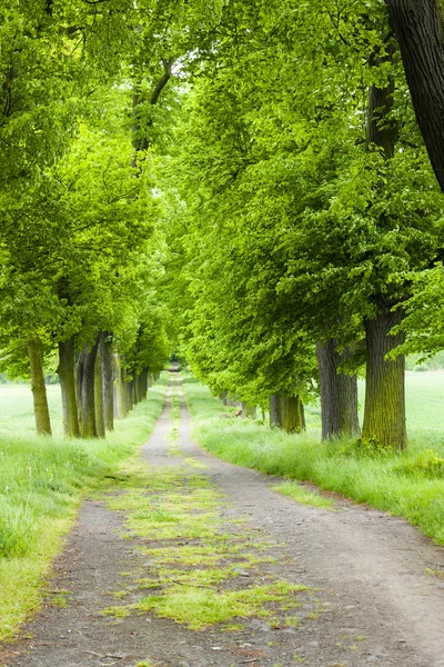 Lente steegje Stockafbeelding