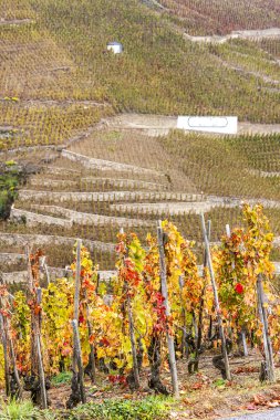 Cote Rotie, Rhône-Alpes, Fransa Grand cru bağ