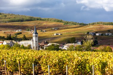 Chenas üzüm, Beaujolais, Rhône-Alpes, Fransa