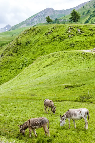 Donkeys, landscape of Piedmont near French borders, Italy — Stock Photo, Image