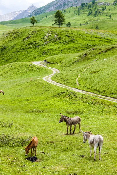 Donkeys, landscape of Piedmont near French borders, Italy — Stockfoto