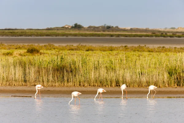 Flamingók Camargue, Provence, Franciaország — Stock Fotó