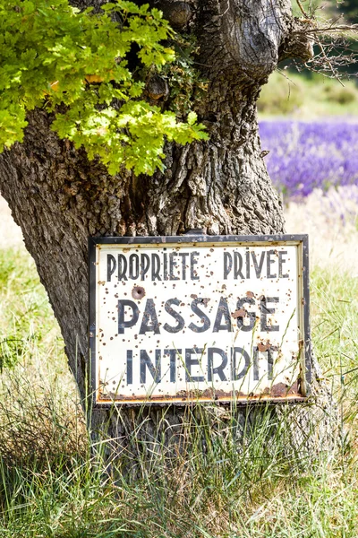 Árbol y lavanda de fondo, Provenza, Francia —  Fotos de Stock