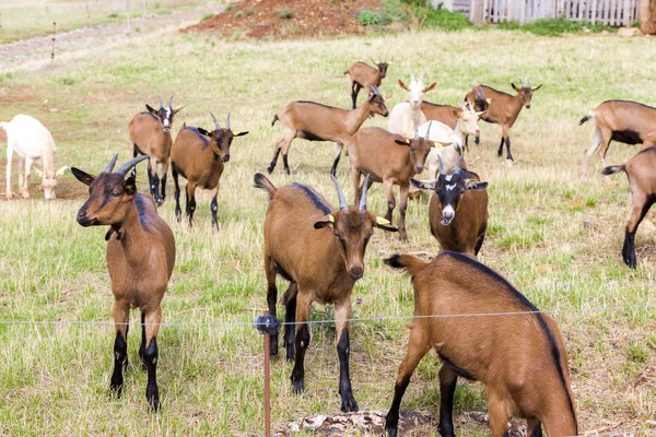 Herd of goats, Aveyron, Midi Pyrenees, France — Stock Photo, Image