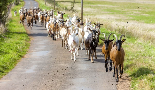 Стадо кіз на дорозі, Аверон, Midi Піренеїв, Франція — стокове фото