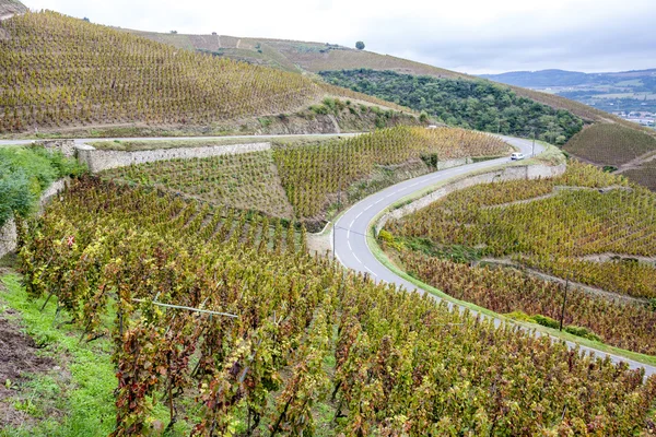 Grand cru vineyard of Cote Rotie, Rhone-Alpes, France — стоковое фото