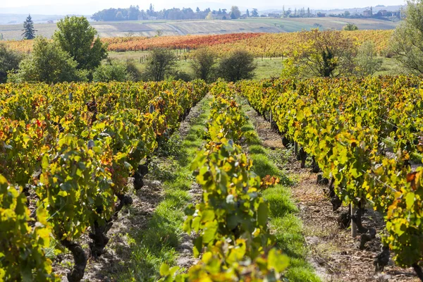 Виноградники Божоле, Рона-Альпы, Франция — стоковое фото