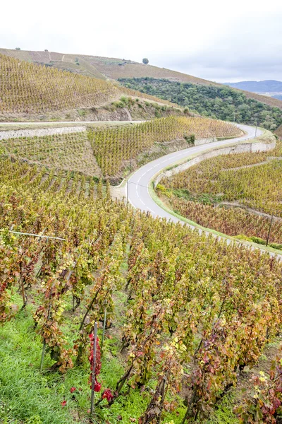 Grand cru vineyard of Cote Rotie, Rhone-Alpes, França — Fotografia de Stock