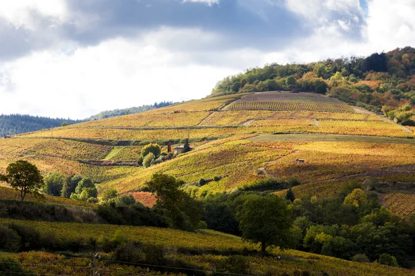 Vinice u Odenas, Beaujolais, Rhone-Alpes, Francie — Stock fotografie