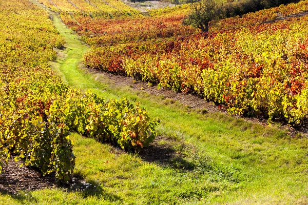 Weinberge des Beaujolais, Rhône-Alpes, Frankreich — Stockfoto