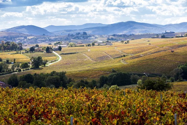 Vinhas de Beaujolais, Rhone-Alpes, França — Fotografia de Stock