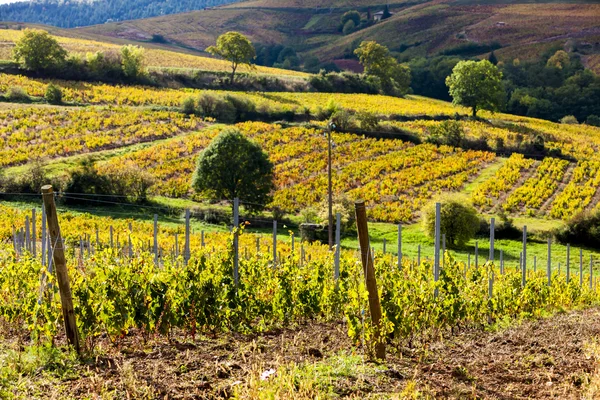 Виноградники рядом с Odenas, Божоле, Рона-Альпы, Франция — стоковое фото