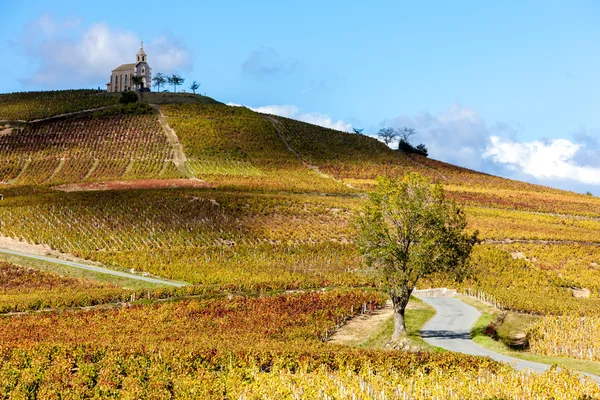 Wijngaarden grand cru in Beaujolais met een kerk, Fleurie, Rhone-A — Stockfoto