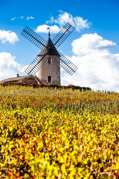 Winnica z wiatrak w pobliżu Beaujolais, Rhone-Alpes, Chenas, Fra — Zdjęcie stockowe