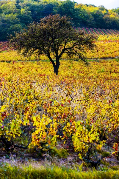 Vinice se stromem v Beaujolais, Rhone-Alpes, Francie — Stock fotografie