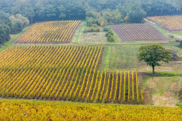 Vigneti autunnali, Borgogna, Francia — Foto Stock