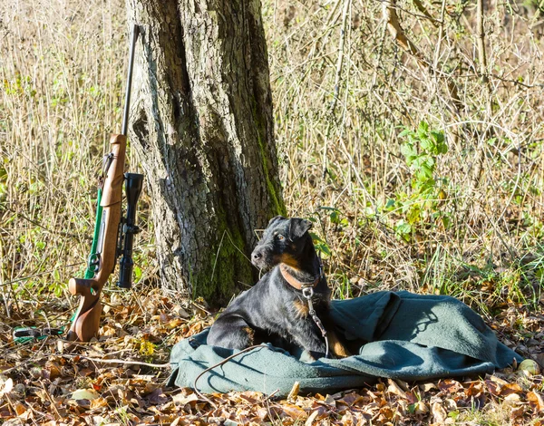 Lying hunting dog with a weapon — Stock Photo, Image