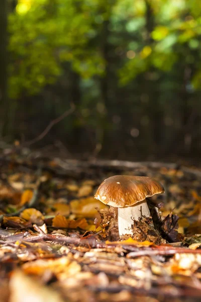 Edible mushroom in forest — Stock Photo, Image