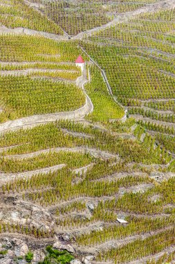 Cote Rotie, Rhône-Alpes, Fransa Grand cru bağ