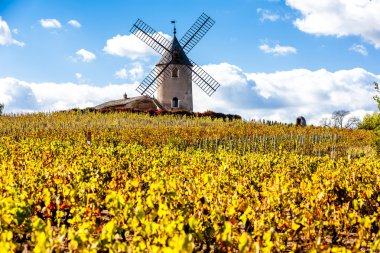 Bağ Chenas, Beaujolais, Rhône-Alpes yakınındaki yel değirmeni ile