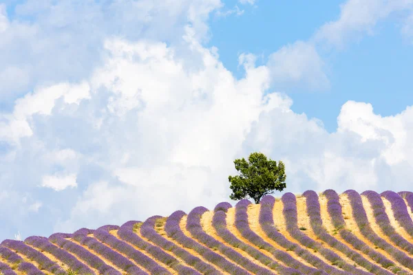 Lavender field with a tree, Provence, France — Stock Photo, Image