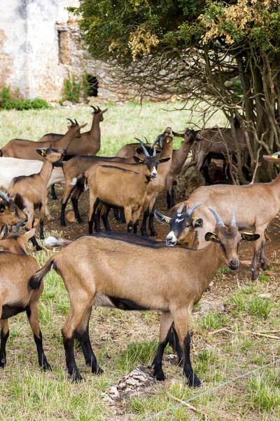 Herd of goats, Aveyron, Midi Pyrenees, France — Stock Photo, Image