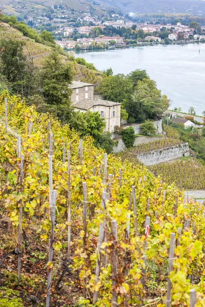 Vineyard of Chateau Grillet, Rhone-Alpes, France — Stock Photo, Image