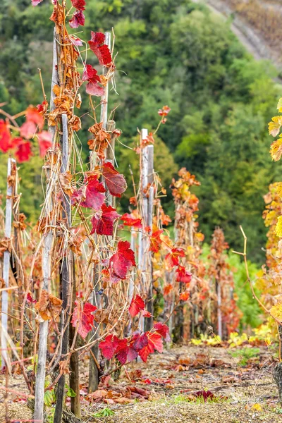 Vigneto grand cru di Cote Rotie, Rhone-Alpes, Francia — Foto Stock