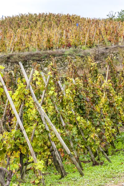 Grand cru viñedo de Cote Rotie, Rhone-Alpes, Francia — Foto de Stock