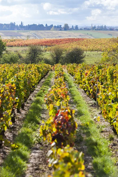 Vineyards of Beaujolais, Rhone-Alpes, France — Stock Photo, Image