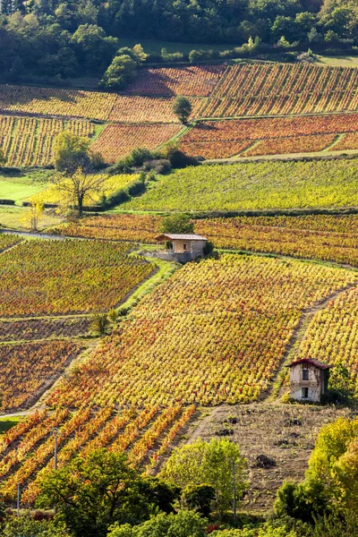 Vingårdarna nära Beaujeu, Beaujolais, Rhone-Alpes, Frankrike — Stockfoto