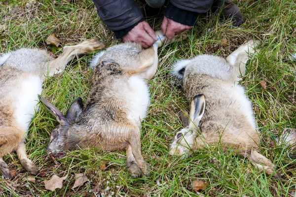 Vyloučí z ulovených zvířat (zajíc) — Stock fotografie