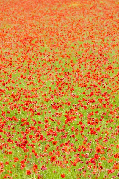 Meadow of red poppies — Stock Photo, Image