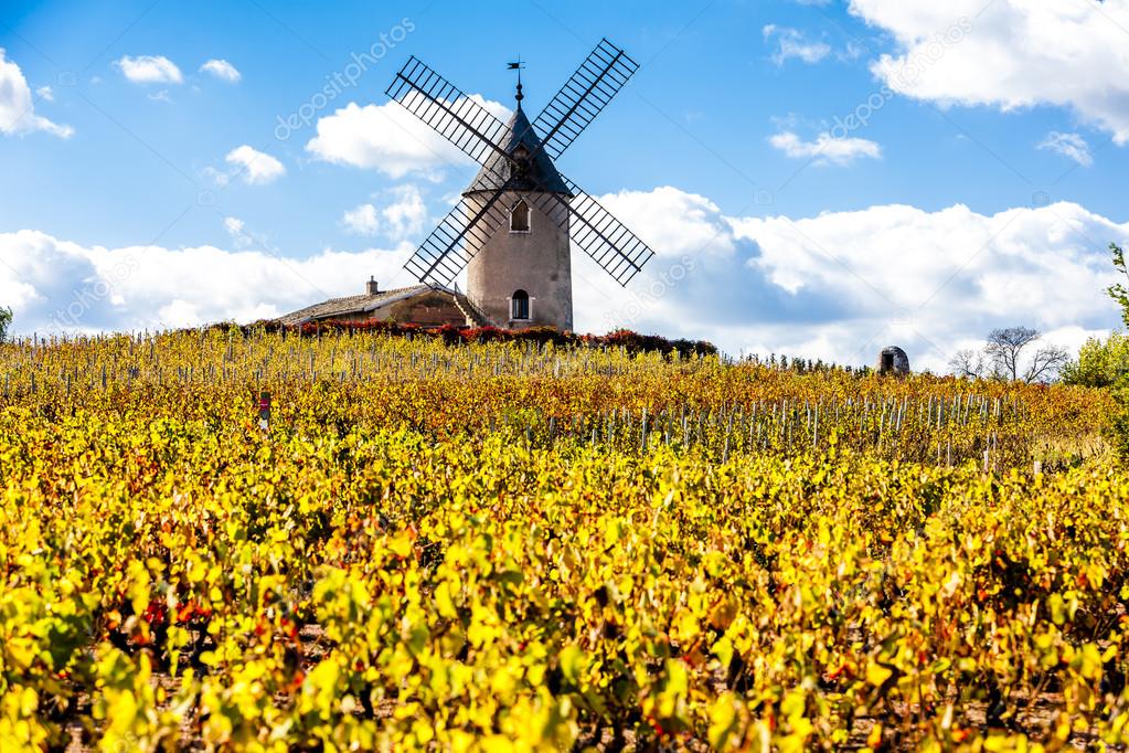 Vineyard with windmill near Chenas, Beaujolais, Rhone-Alpes