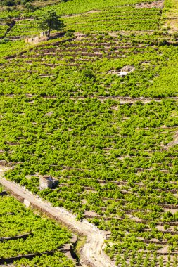 Cote Vermeille bağlantı noktası-Vendres, Languedoc yakınındaki bağında-Roussill
