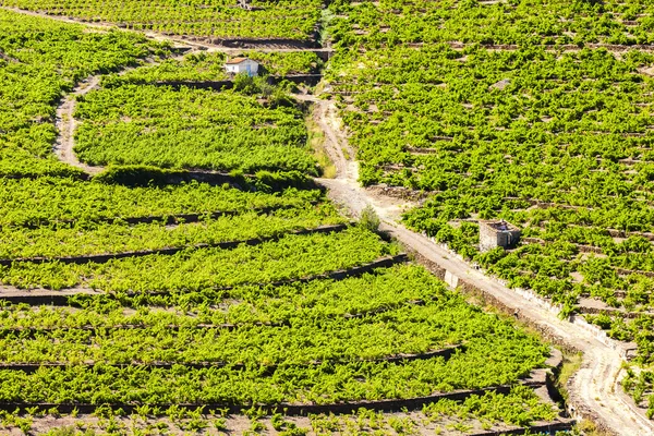 Vingård på Cote Vermeille nära Port-Vendres, Languedoc-Roussill — Stockfoto