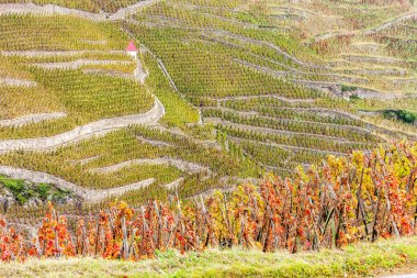 Cote Rotie, Rhône-Alpes, Fransa Grand cru bağ