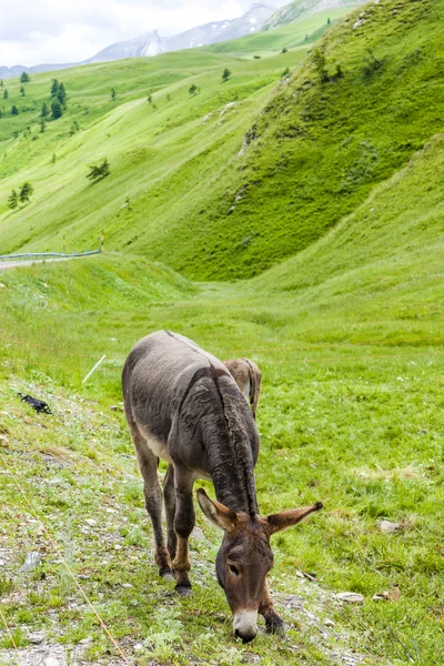 Burro, paisagem do Piemonte perto de fronteiras francesas, Itália — Fotografia de Stock