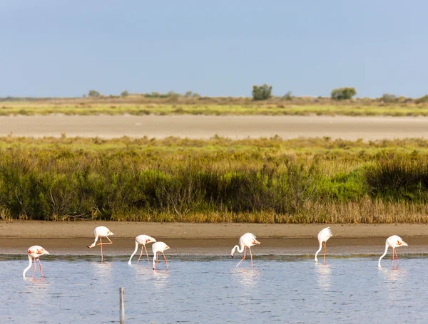 Flamingo's in camargue, provence, Frankrijk — Stockfoto