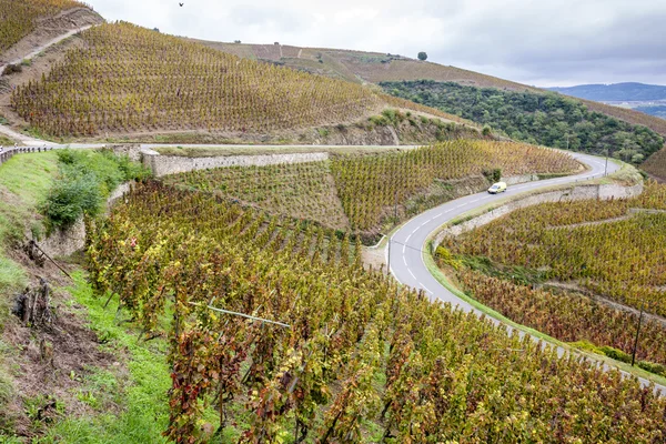 Cote Rotie, Rhône-Alpes, Fransa Grand cru bağ — Stok fotoğraf