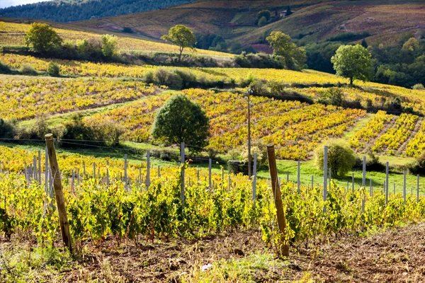 Winnice w pobliżu Odenas, Beaujolais — Zdjęcie stockowe