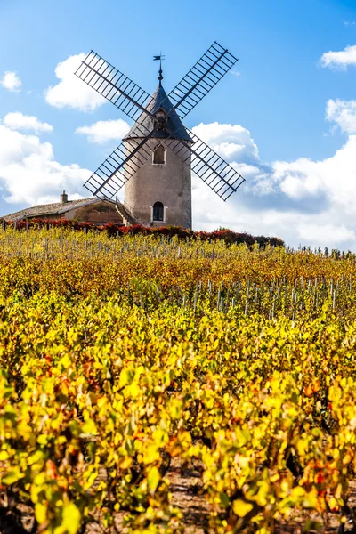 Weinberg mit Windmühle bei chenas, beaujolais — Stockfoto