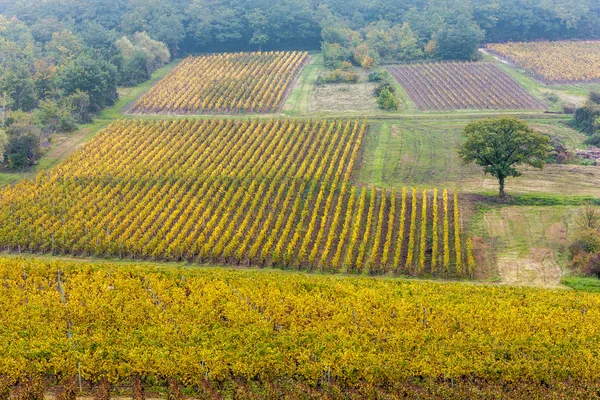 Vinhas outonais, Borgonha, França — Fotografia de Stock
