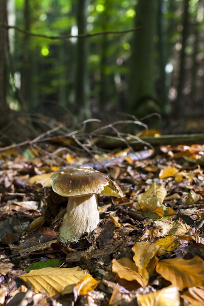 edible mushroom in forest