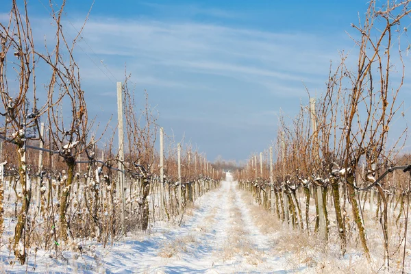 Winterweinberg, Südmähren, Tschechische Republik — Stockfoto