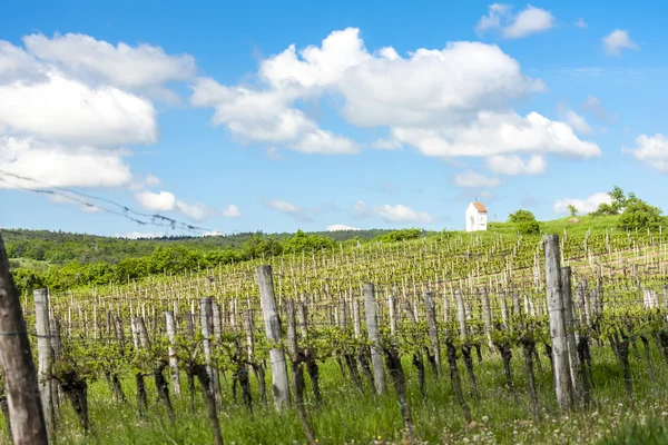 Vigneto primaverile vicino a Hnanice, Moravia meridionale — Foto Stock